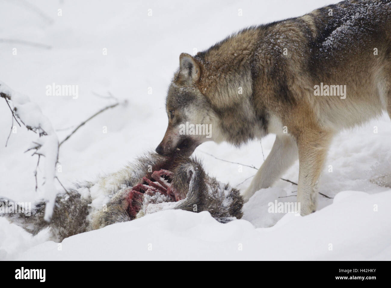 Gehäuse, grauen Wolf, Canis Lupus, Beute, Essen, Detail, Winter, Tier, wildes Tier, Säugetier, Raubtier, Wölfe, Wolf, Jagd, Beute, Einnahme, Kälte, Saison Stockfoto