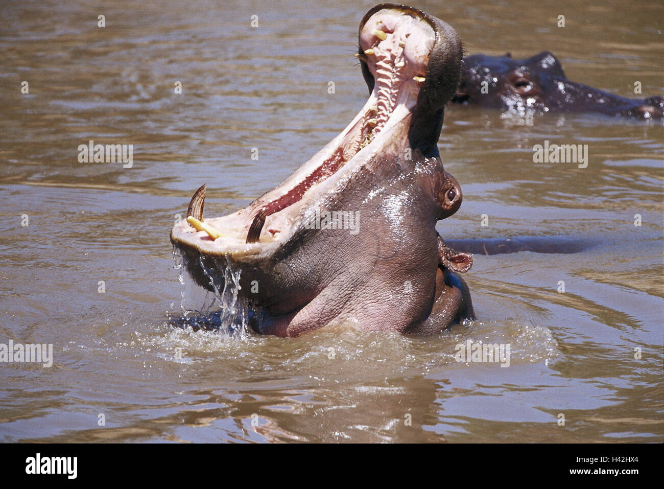 Offen säugetiere Fotos und Bildmaterial in hoher Auflösung Alamy
