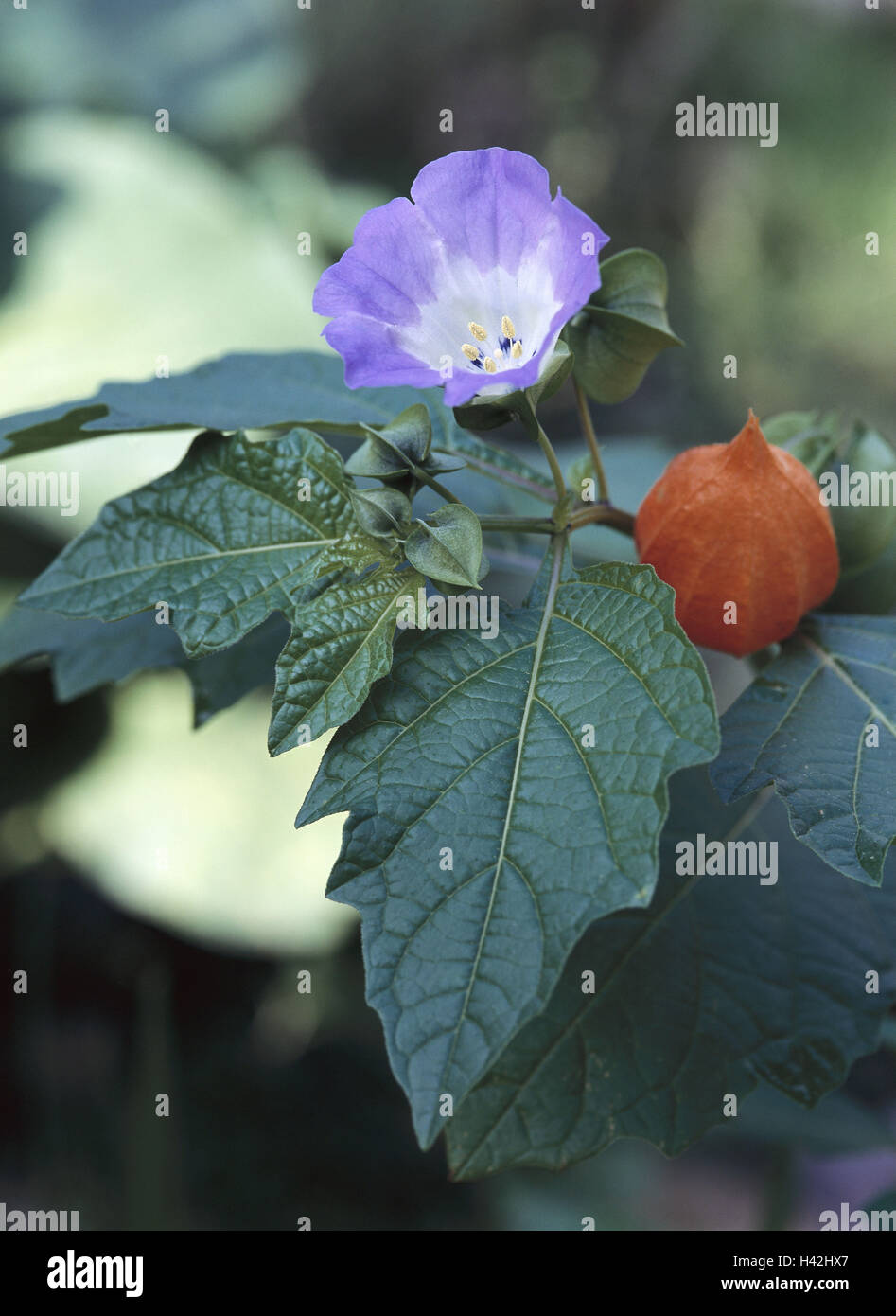 Physalis Franchetii, Detail, Blüte, lilaweiß, Lampion Pflanze, Obst