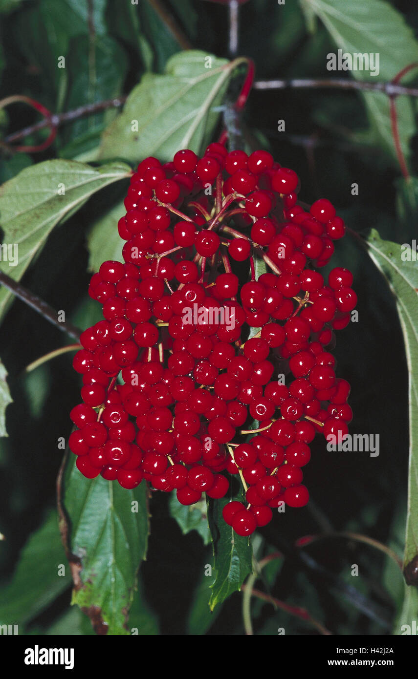 Wolliger schneeball (viburnum lantana) Fotos und Bildmaterial in