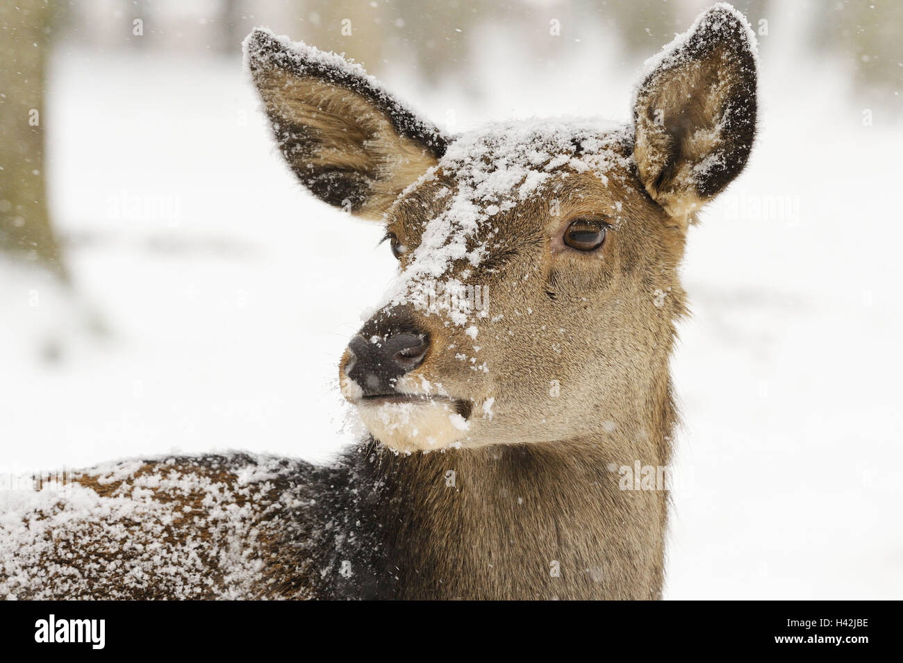 Hind, Cervus Elaphus, Porträt, Winter, Stockfoto