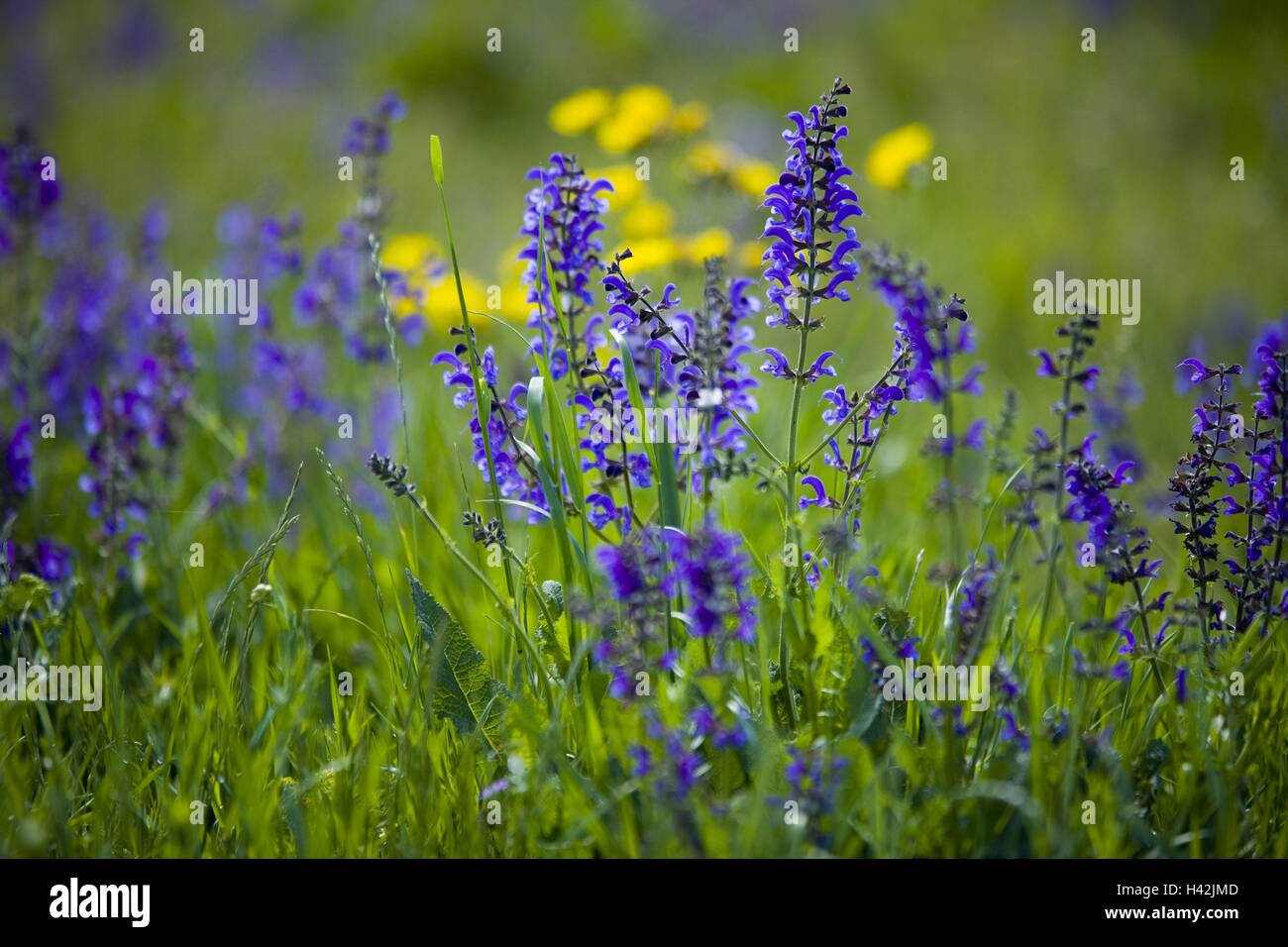 Blumenwiese, Wiesen-Salbei, Stockfoto