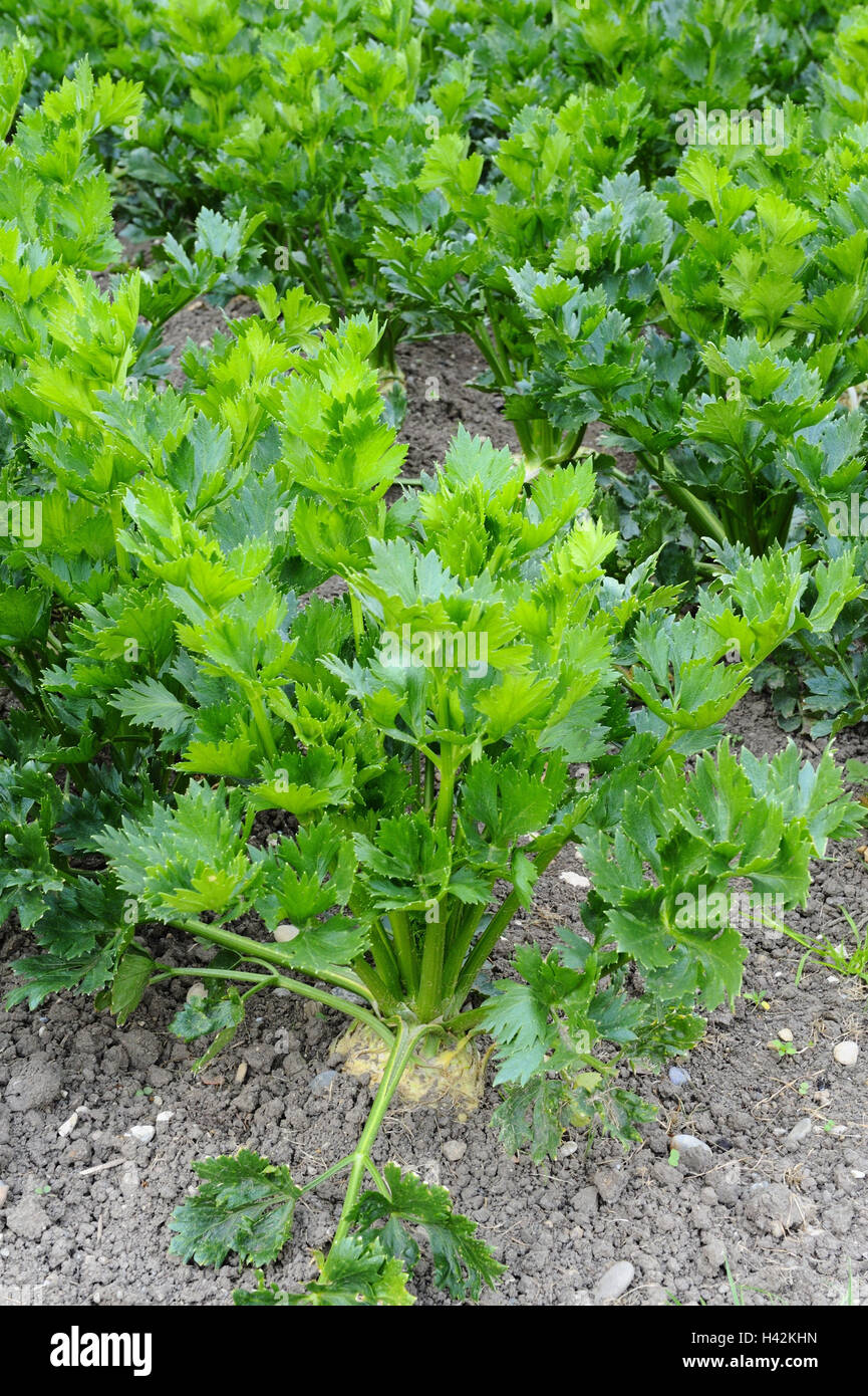 Gemüse Garten, Sellerie, auch Graveolens var.rapaceum, Stockfoto