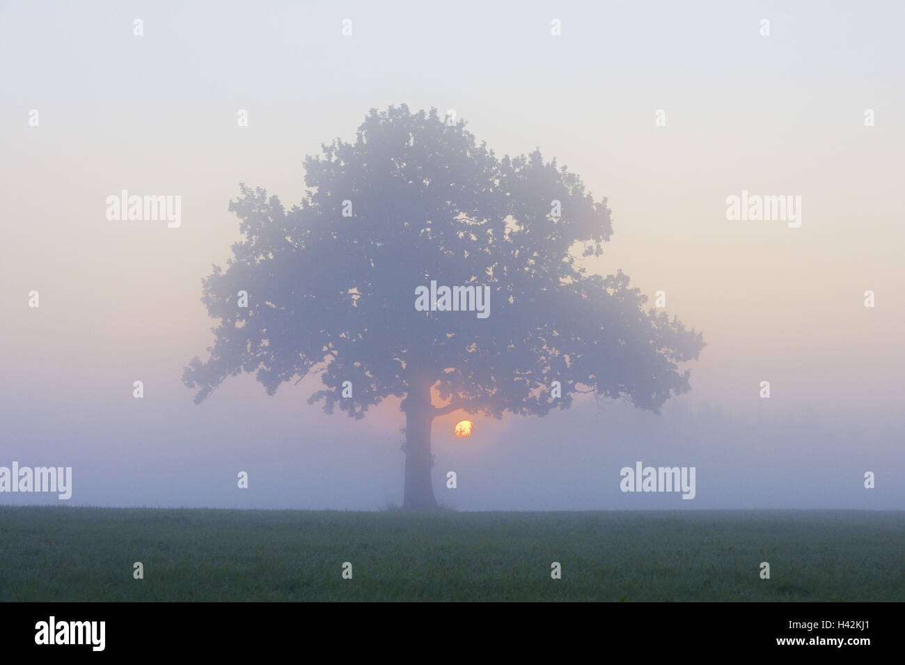 Baum, Nebel, Sonnenaufgang, Stieleiche, Stockfoto