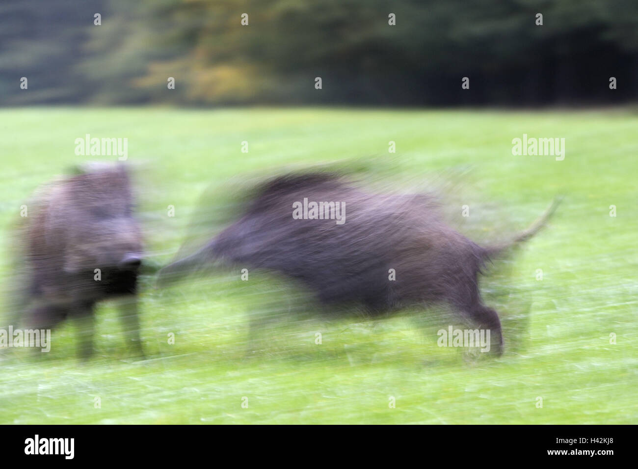 Wildschwein, Sus Scrofa, Bewegung, Unschärfe, Stockfoto