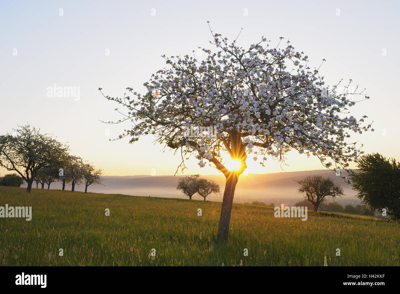 Frühling, Wiese, Apfelbäume, Pyrus Domestica, Sonnenaufgang, Bayern, Untermain, Deutschland Stockfoto