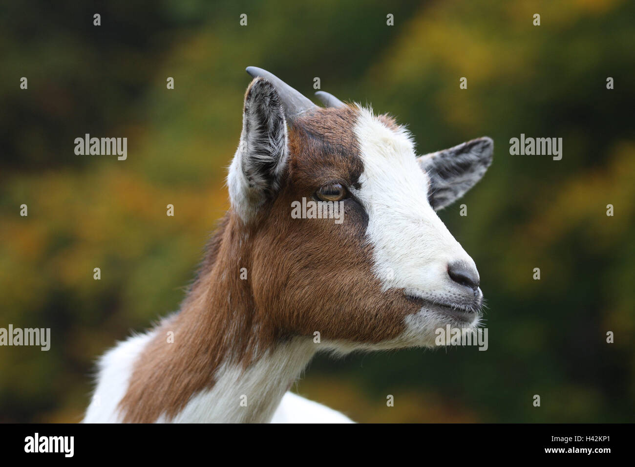 Zwerg Ziegen, Porträt, Tiere, Säugetiere, Haustiere, nutzen Tiere, Klauentiere, gehörnten Huftiere, Wiederkäuer, Haus Ziege, Ziege, gescheckt, Tier-Portrait, Interesse, Aufmerksamkeit, im Außenbereich Stockfoto