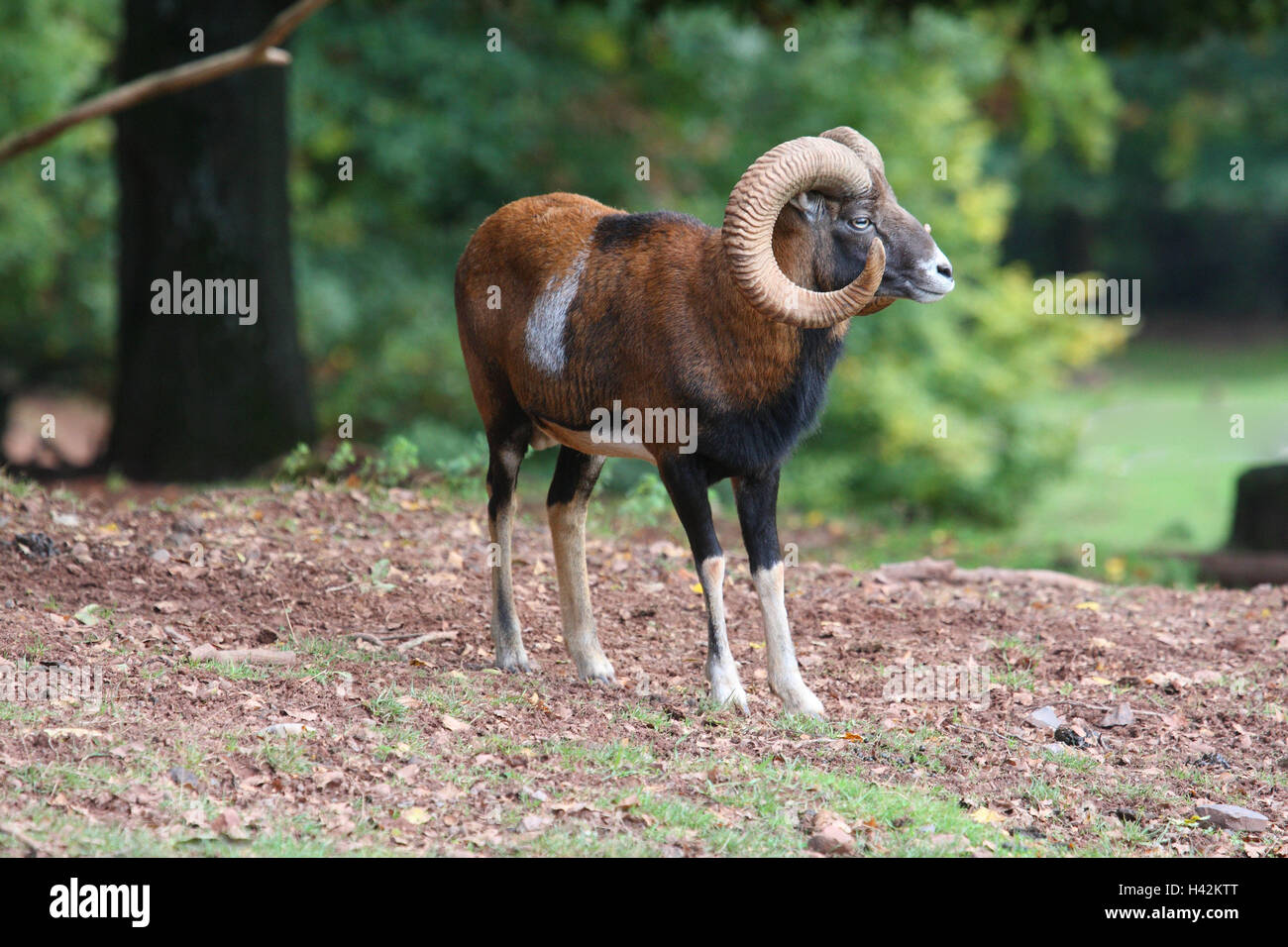 Rand des Waldes, Europäische Mufflon, Ovis Ammon Musimon, Tierwelt, Wildlife, Wald, Tiere, Wildtiere, Großwild, Haar-Spiel, Spiel, Spiel, Wiederkäuer, individuell, schälen nur, Tiere, Säugetiere, Klauentiere, gehörnten Huftiere, Schafe, wilde Schafe, Hörner, Gehoern, Voltigieren, Pferd, Schafbock, Widder, Mufflonwidder, männlichen, kleine Männer, Natur, Vorschau, Stockfoto