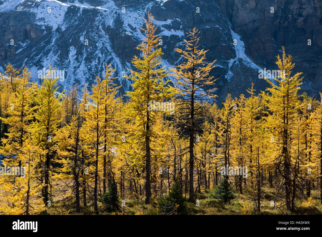 Alberta, Mount Assiniboine Provincial Park, Bäume, Herbst, Landschaft, Berg, Berge, Lärchen, Herbst Färbung, herbstliche, Holz, Koniferen, Nadelwald, gelb, Tal, niemand, Natur, Abendlicht, Stockfoto