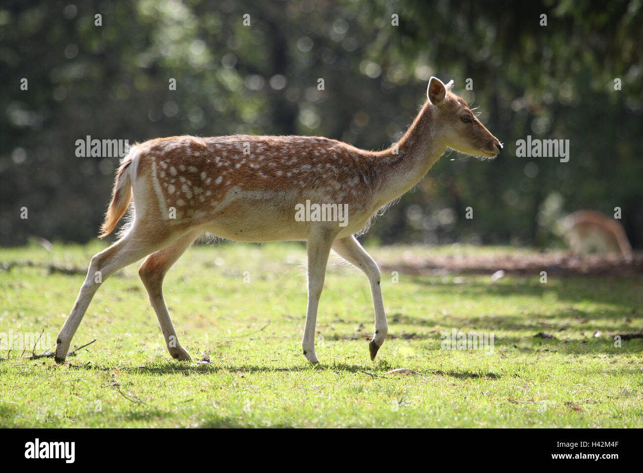 Rand des Waldes, europäischen Damhirsch, Dama Dama Dama, Wiese, Stockfoto