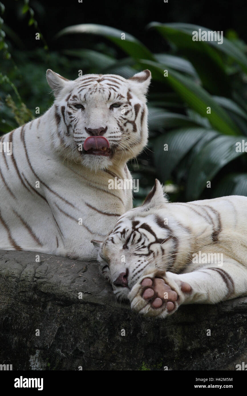 Weißen bengalischen Tigern, Stockfoto