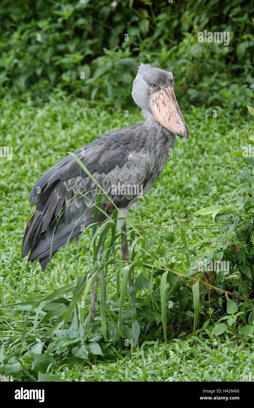 Schuh-Schnabel Stockfoto