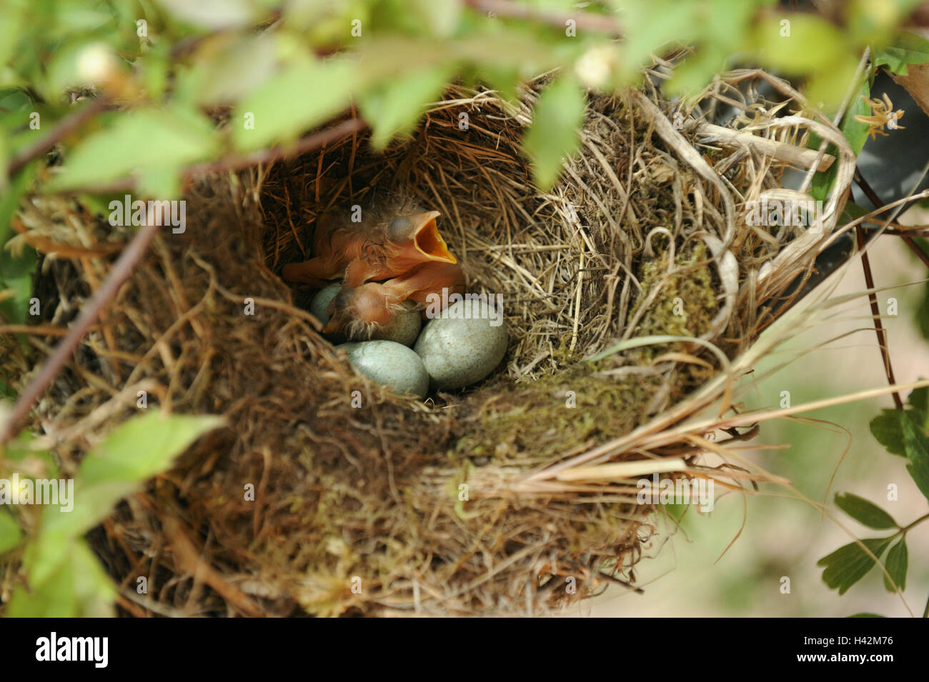 Amsel Nest, Jungtiere, Stockfoto