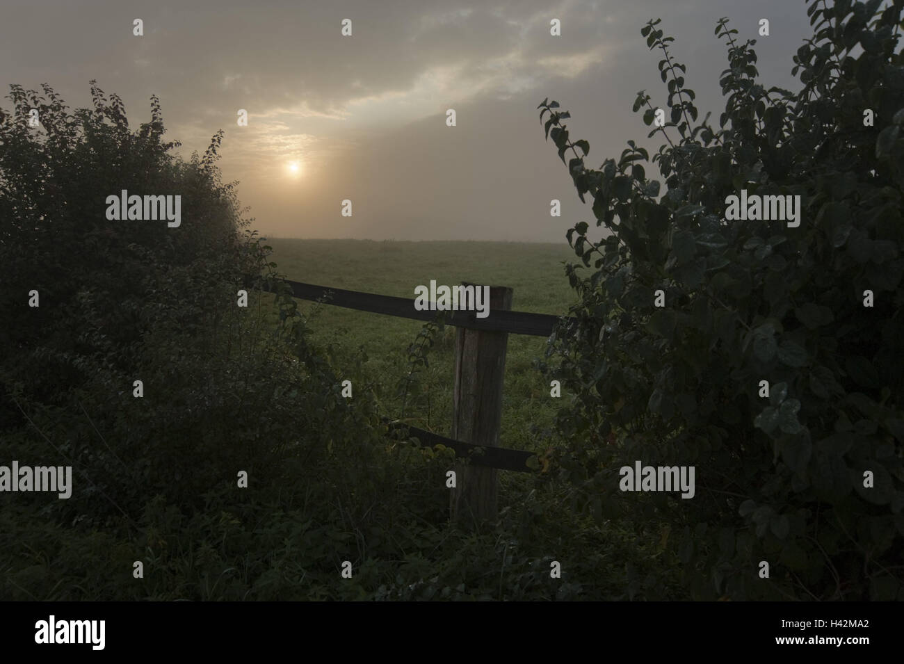 Feld-Marge, Zaun, Sträucher, Sonnenaufgang, Morgennebel, Stockfoto