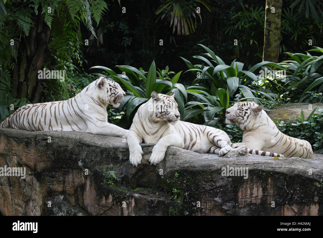 Weißen bengalischen Tigern, Stockfoto