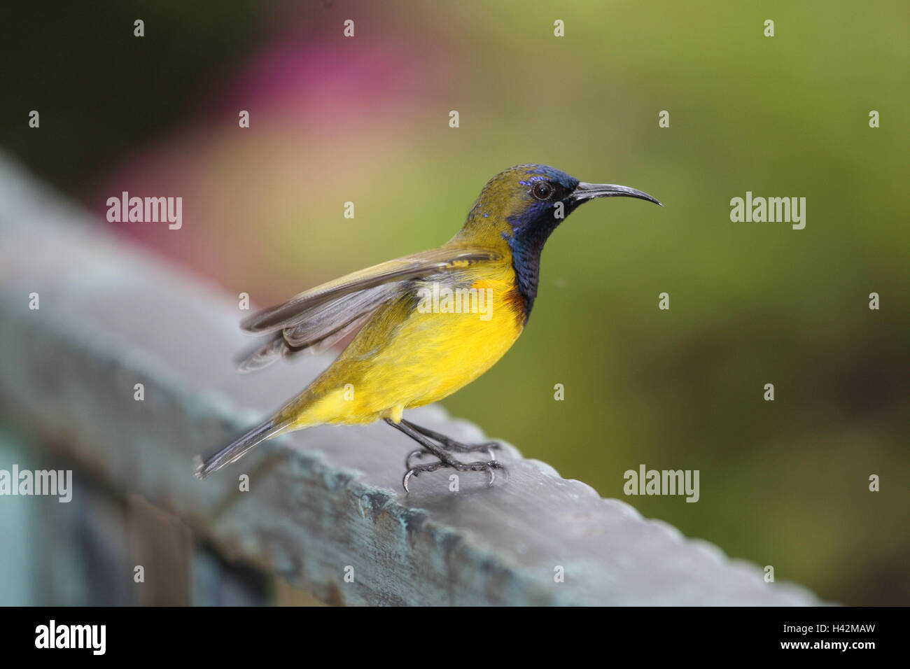 Rücken grün-Nektarvogel, Stockfoto