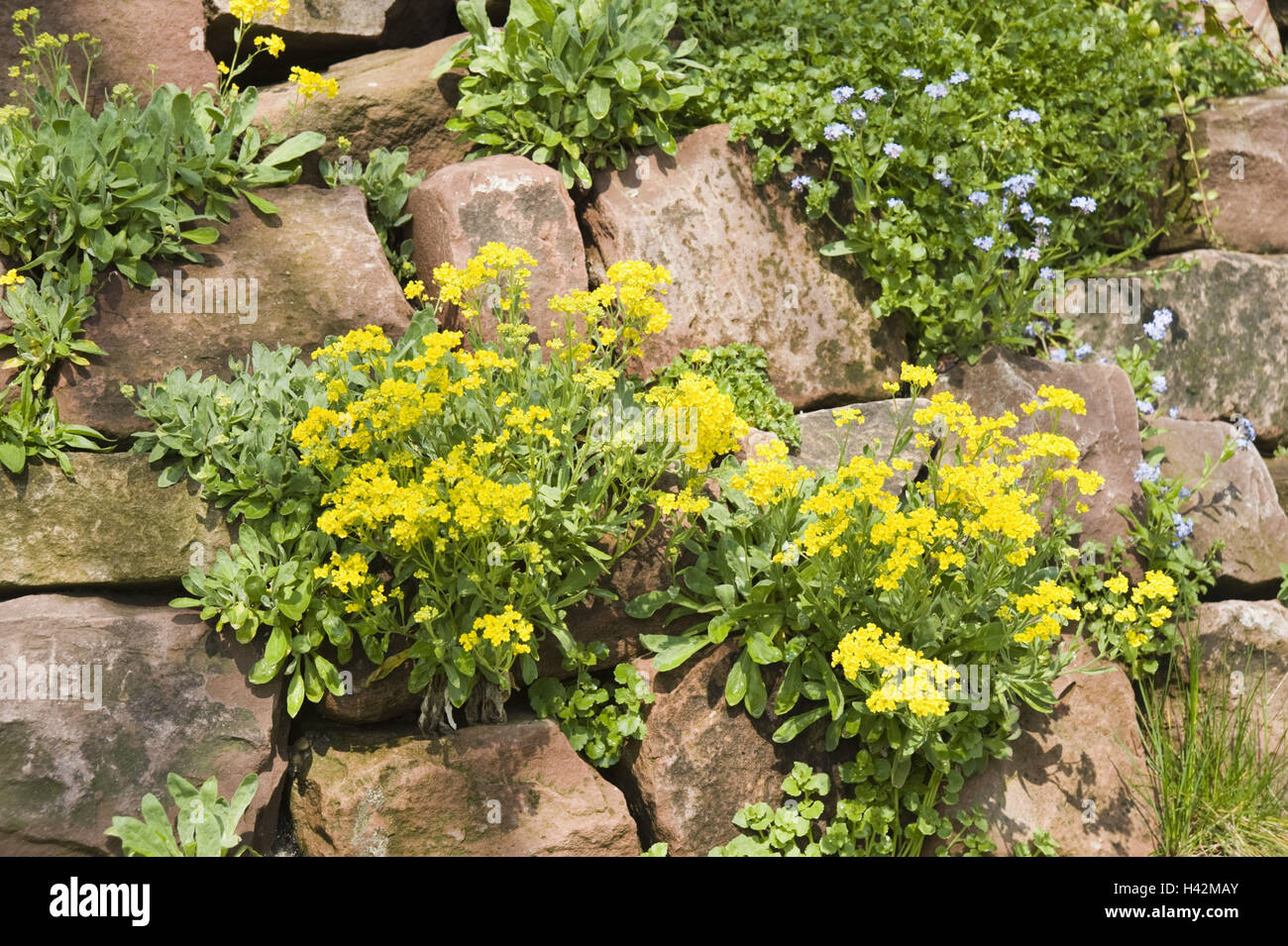 Stein Garten, Rock Fetthenne, Alyssum saxatile, Vergissmeinnicht, Myosotis, Stockfoto