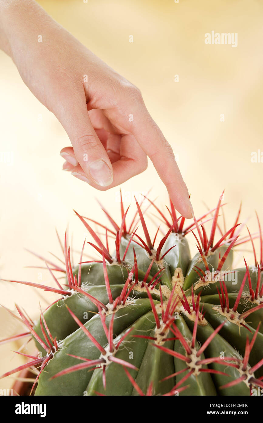 Frau, Detail, Hand, indoor-Anlage, Kaktus, Kugel Kaktus, Ferocactus, Touch,  Pflanzen, Zierpflanzen, Topfpflanzen, Blumentpfe, regelmige Sukkulenten,  Sukkulenten, Kakteen, Kakteen, Cactus Barrel, Stiche, dornig, Spikes,  thornily, geben eine Hand ...