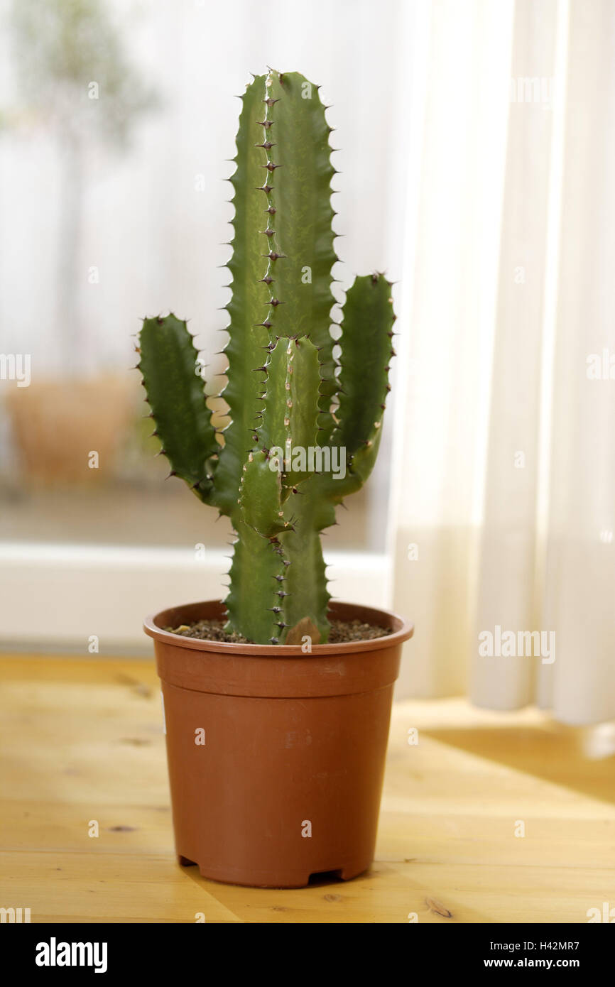 Zimmerpflanzen, Euphorbie, Euphorbia spec, Boden, Pflanzen, Zierpflanzen,  Topfpflanzen, Blumentopf, regelmige Sukkulenten, Sukkulenten, Euphorbien,  Wolfsmilch Pflanzen, Wolfsmilch, Kaktus-wie giftig, sticht, dornig, spikes,  thornily, Fenster ...