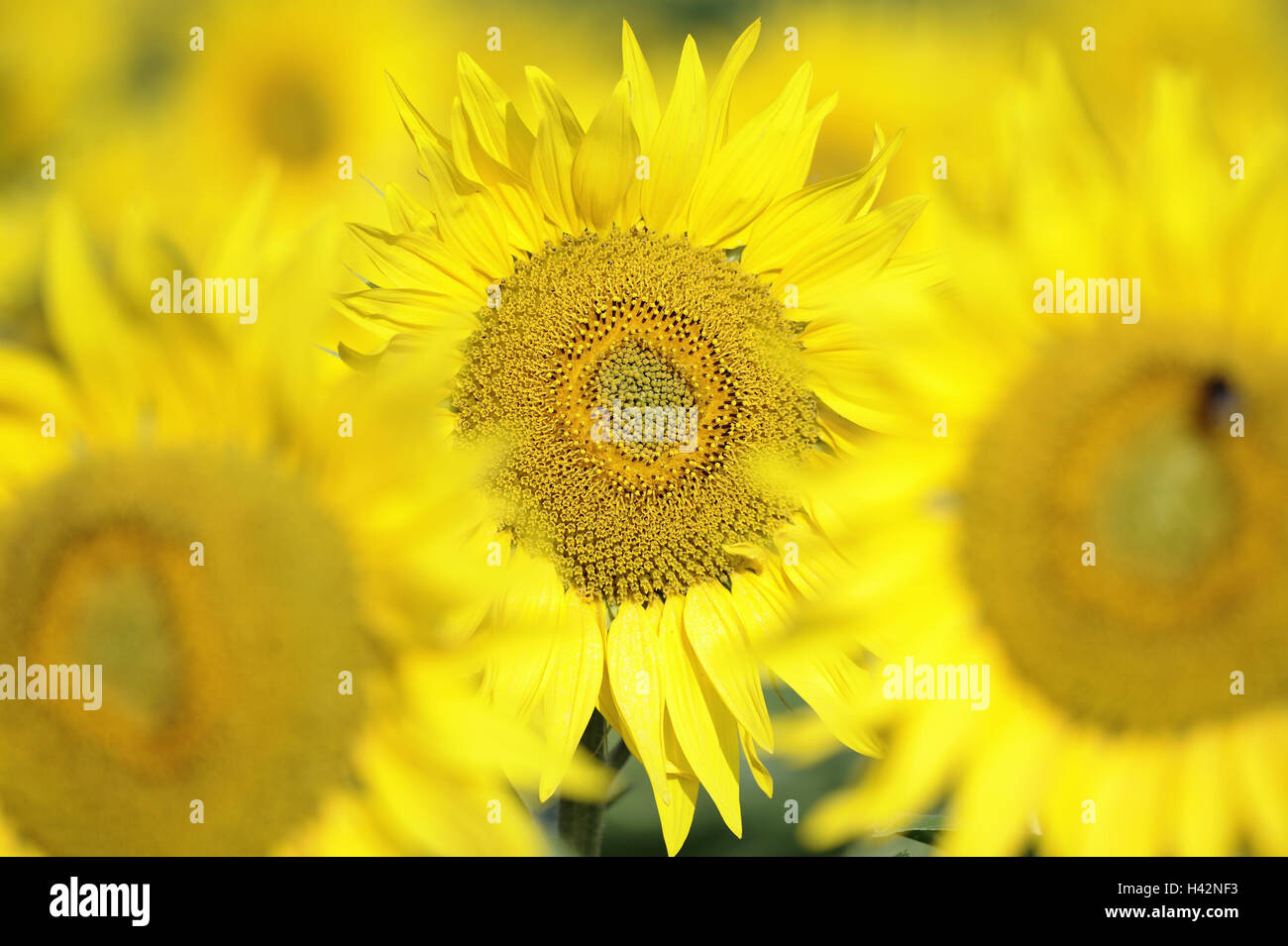 Sonnenblumenfeld, Pflanzen, Feld, Sonnenblumen, Blumen, Blüten, Sonnenblumen Blüten, gelb, Glanz, sommerlich, Anbau, Landwirtschaft, Sommer, Deutschland, Baden-Wurttemberg Stockfoto