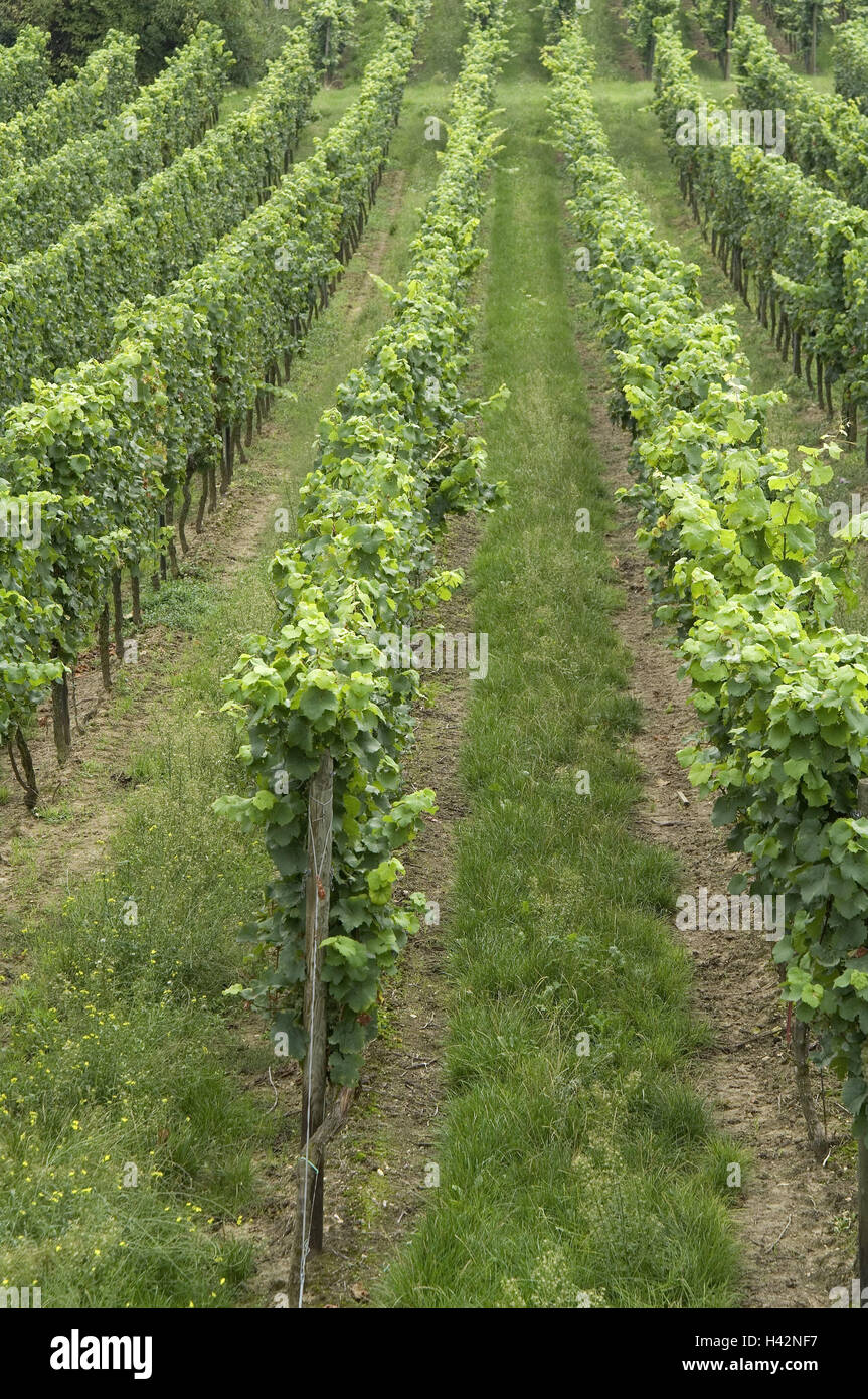 Weinbergmauer und reben Stockfotos und bilder Kaufen Alamy