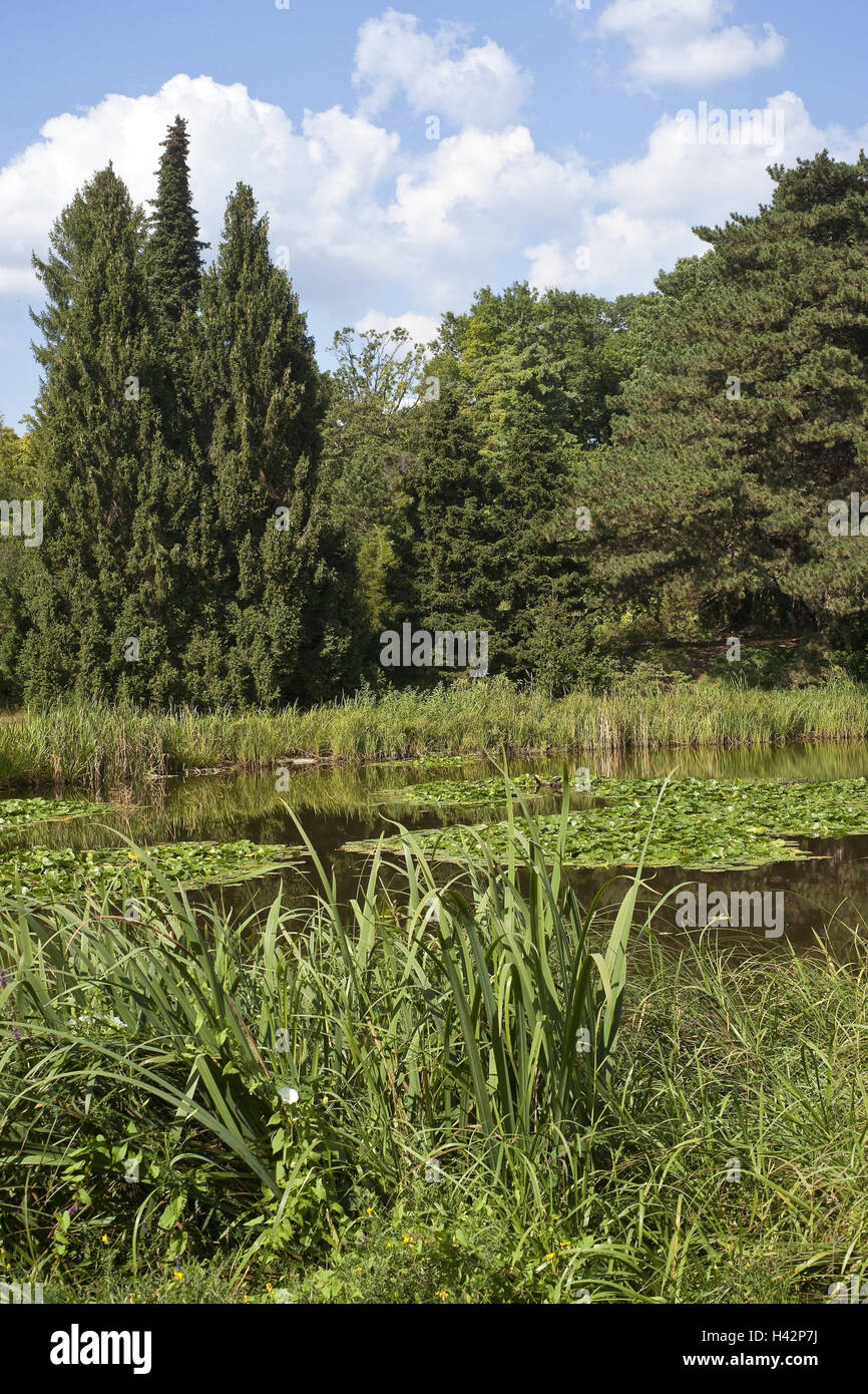 Rand, Wald, Teich, Sommer, Holz, Teich, See, Schilf, Schilfgürtel