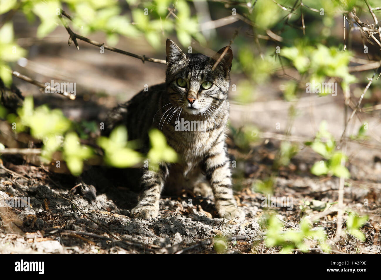 junge Katze in der Natur, Stockfoto