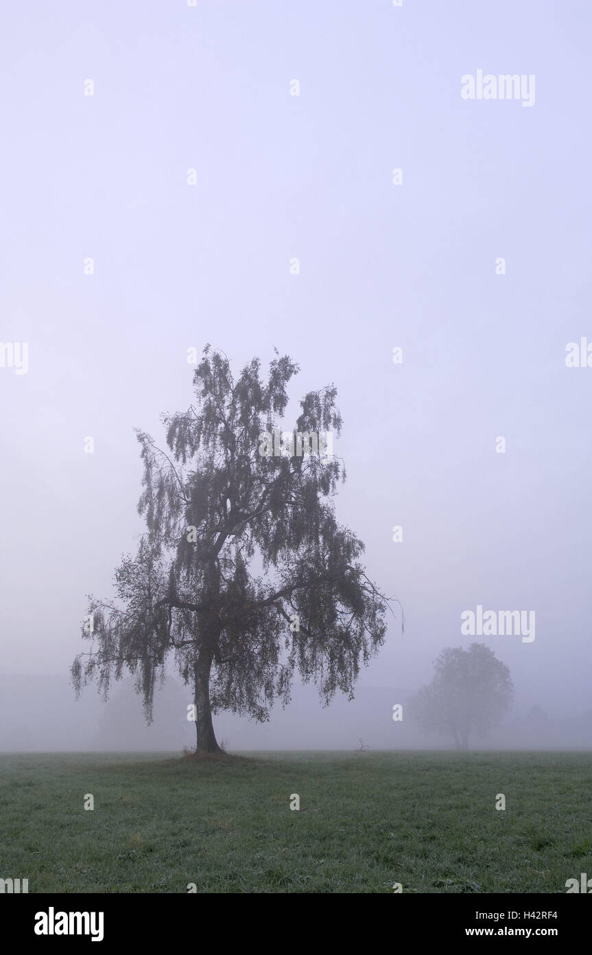 Landschaft, Bäume, Birke, Nebel, Baum, Natur, Morgennebel, Stockfoto