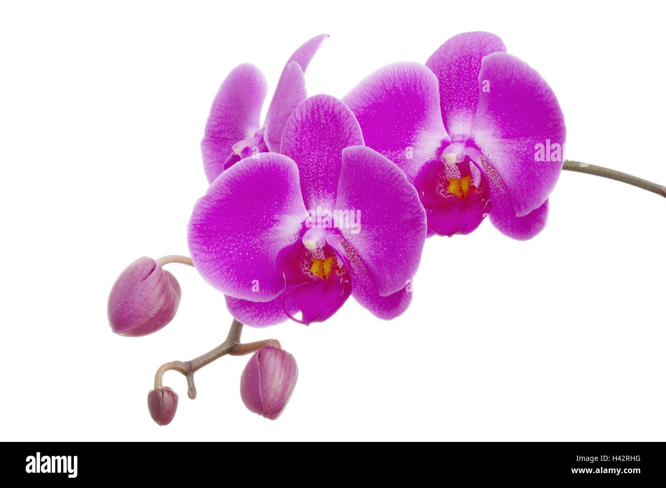 Orchidee, Phalaenopsis, Stockfoto
