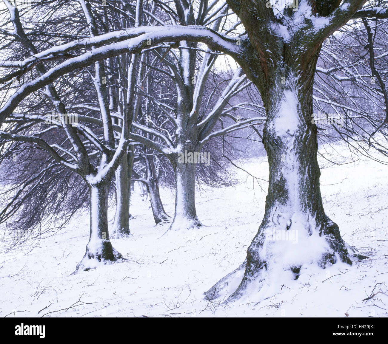 Winterlandschaft, Schwarzpappeln, Populus Nigra, Stockfoto