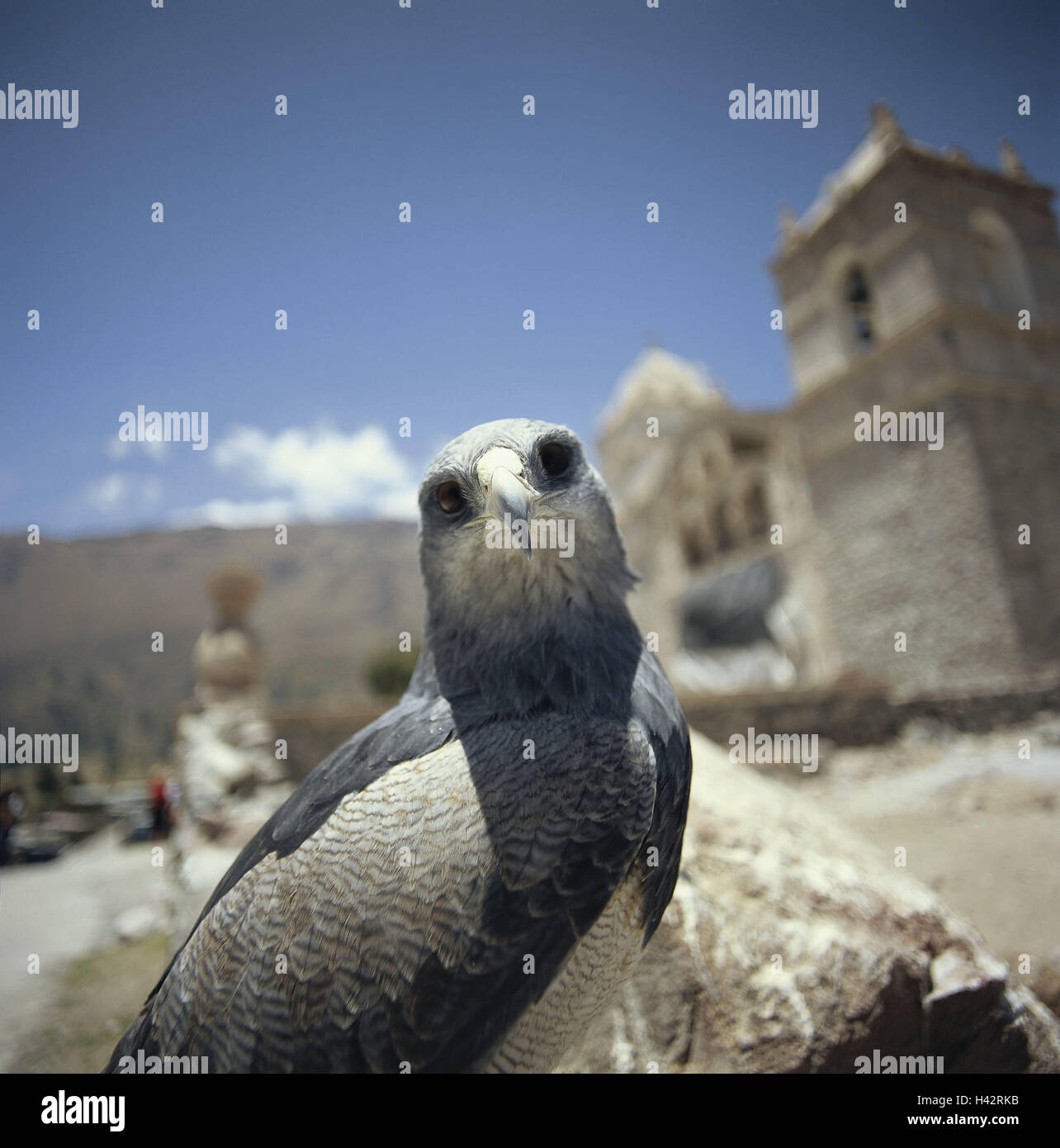 Peru, Canon de Colca, Adler, Porträt, Südamerika, Tier, Vogel, Vogel Beute, Tier Portrait Stockfoto