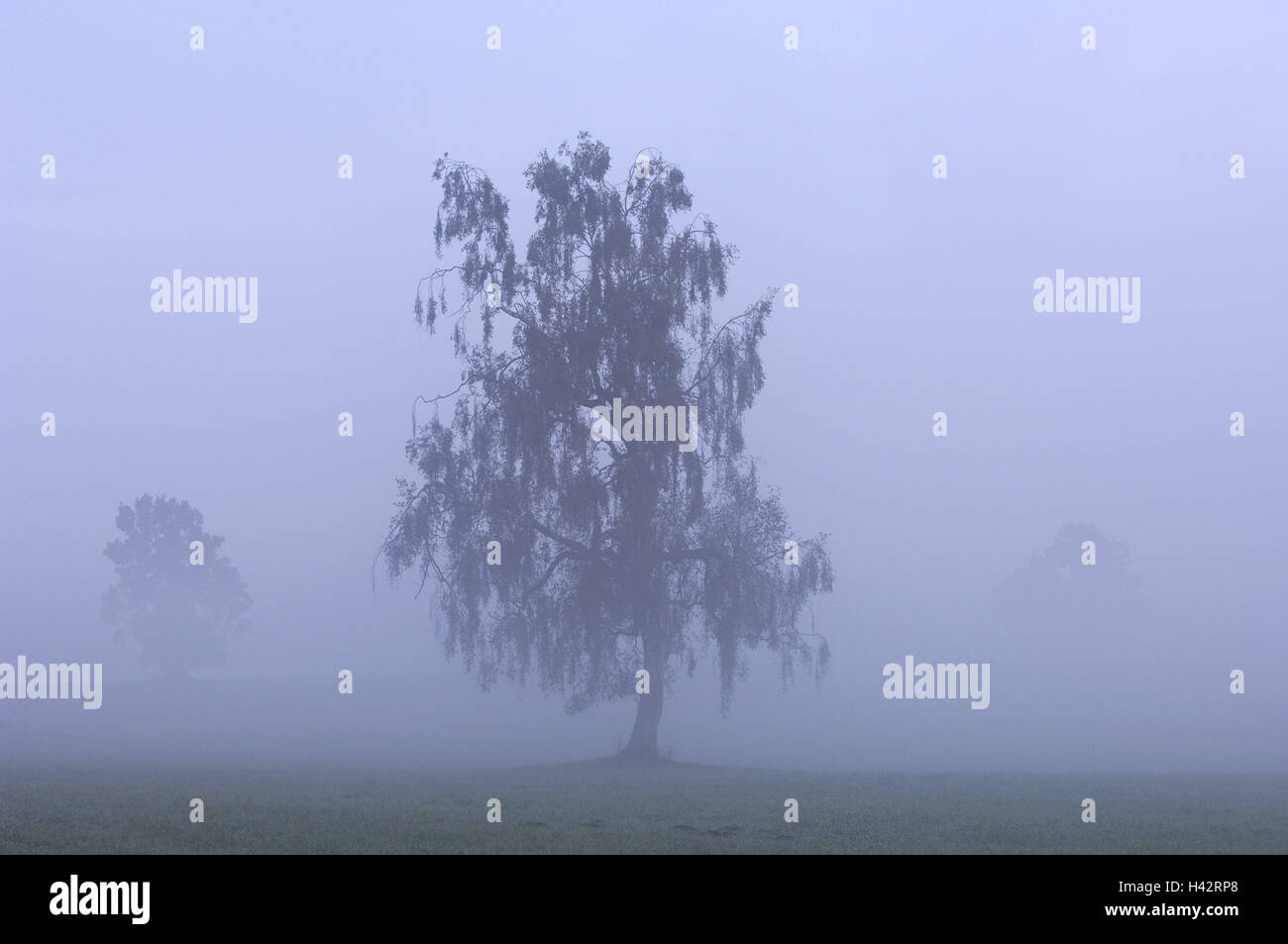 Birke, neblige Landschaft, Bäume, Natur, Morgennebel, Stockfoto