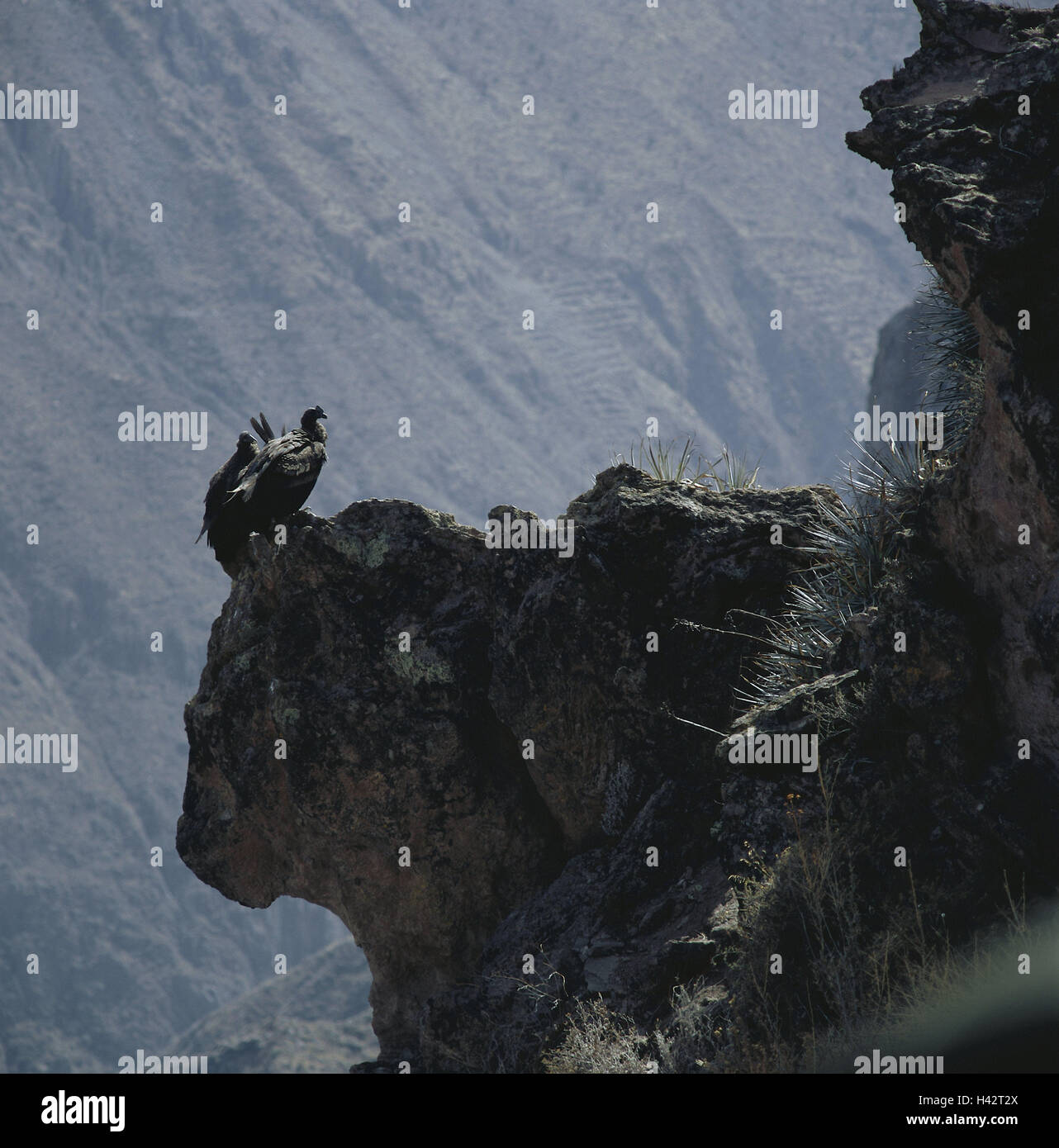 Peru, Canon de Colca, Mirador Cruz del Cóndor, Felsen, Anden-Kondor, Vultur, Kondor, Südamerika, Ziel, Ort von Interesse, Canyon, Schlucht, Natur, wilde Tiere, Tier, Vogel, Condor, neue Welt Geier, Ganzkörper, zwei, Galle Projektion, Sit, Stockfoto