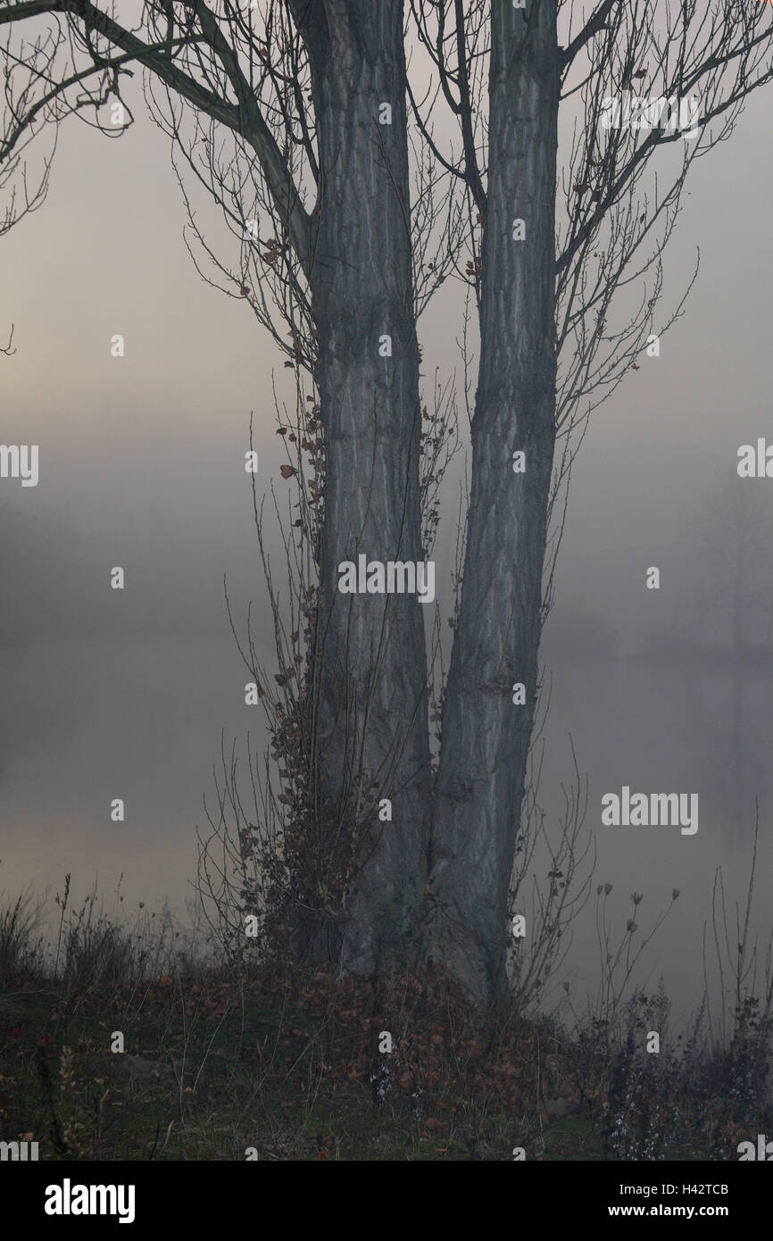 Stamm, Schwarz-Pappel, Populus, Nigra, Detail, Nebel, November, tristen, grauen, unbequem, Herbst, Holz, Baum, Auwald, breitblättrigen Baum, Nebel, Wasser, See, Pappel Stockfoto