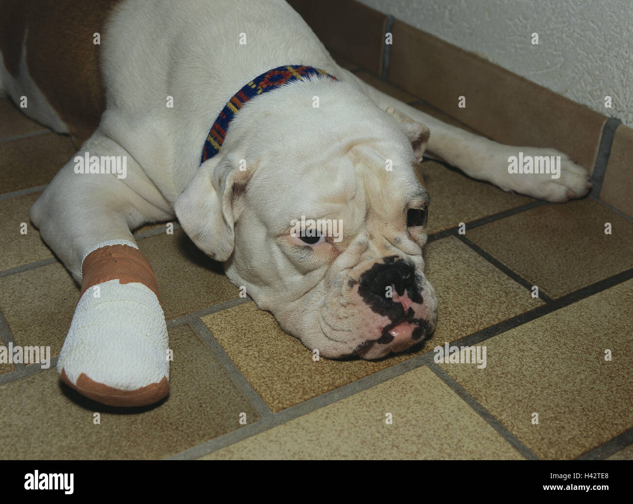 Bulldoge, Lüge, Pfote, Verein, Tier, Säugetier, Hund, Haustier, Hund, Rassehund, Hunderasse, Fuß, Verletzungen, integrierte, online, Symbol, Veterinärmedizin, Stockfoto