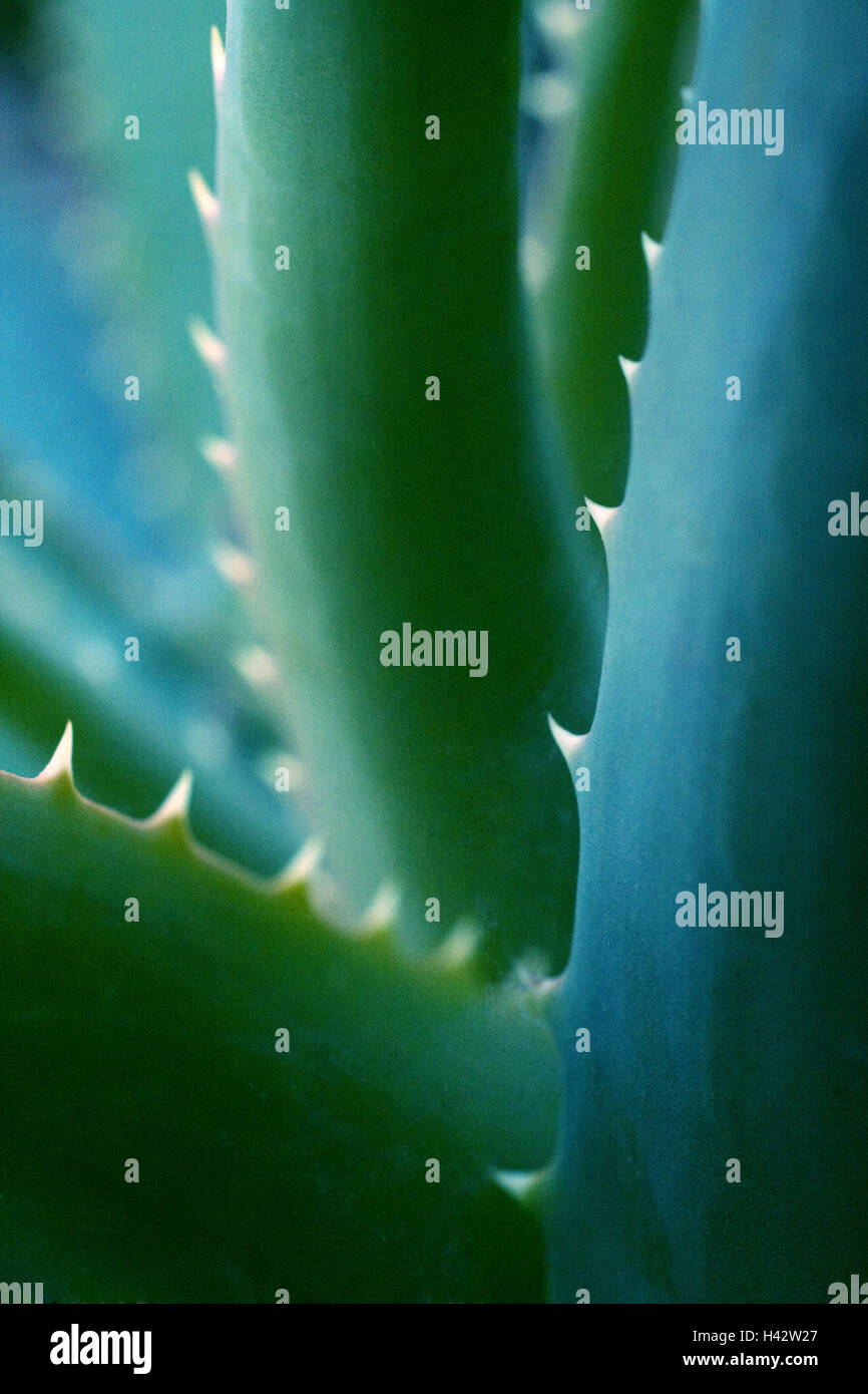 Aloe, Blätter, sticht, Nahaufnahme, Stockfoto