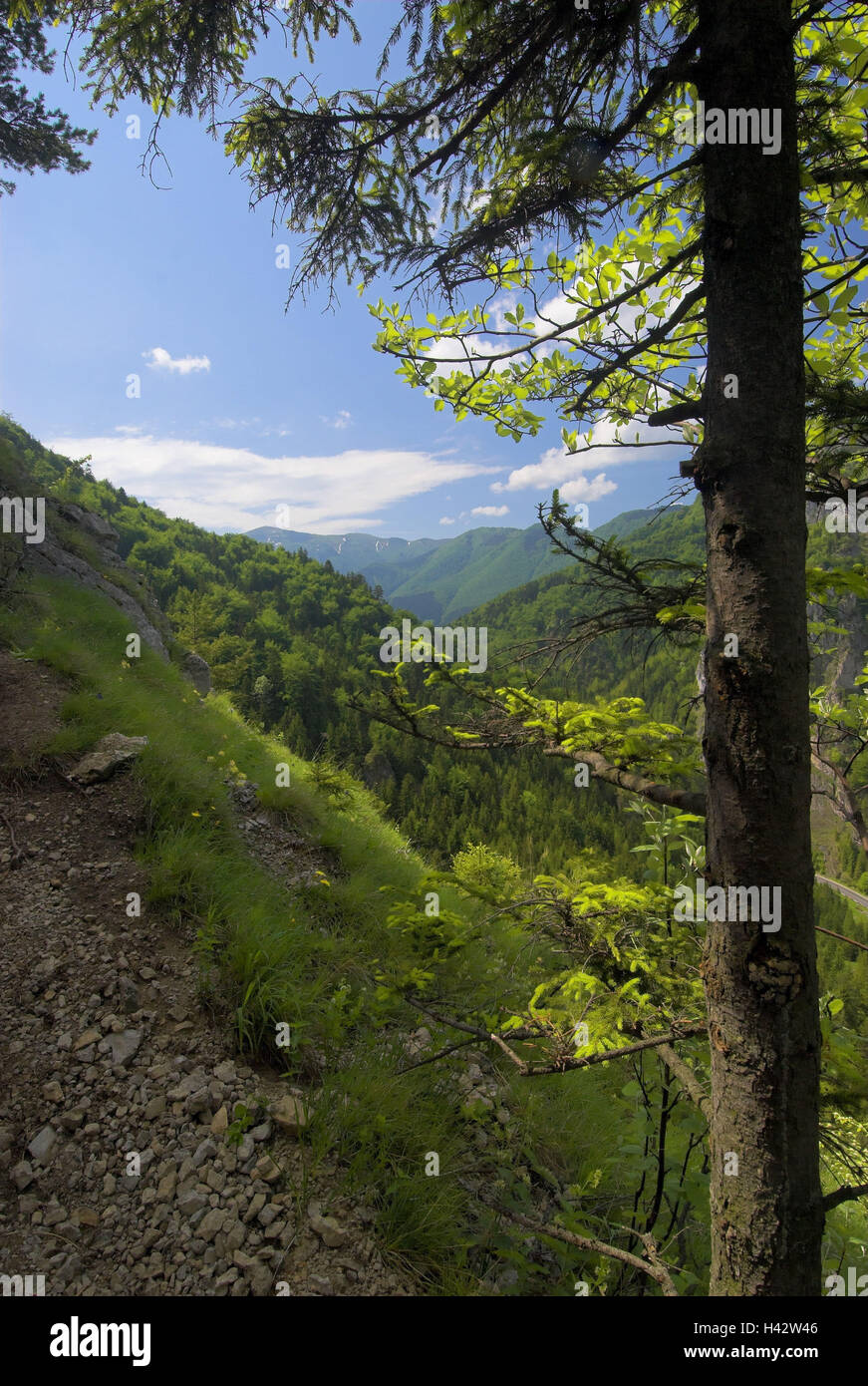 Berg Boboty anzeigen südwestlich, niedrigen Tatra-Gebirge, Fichte, Stefanova, Nationalpark "Mala Fatra", Provinz Zilina, Slowakei, Stockfoto