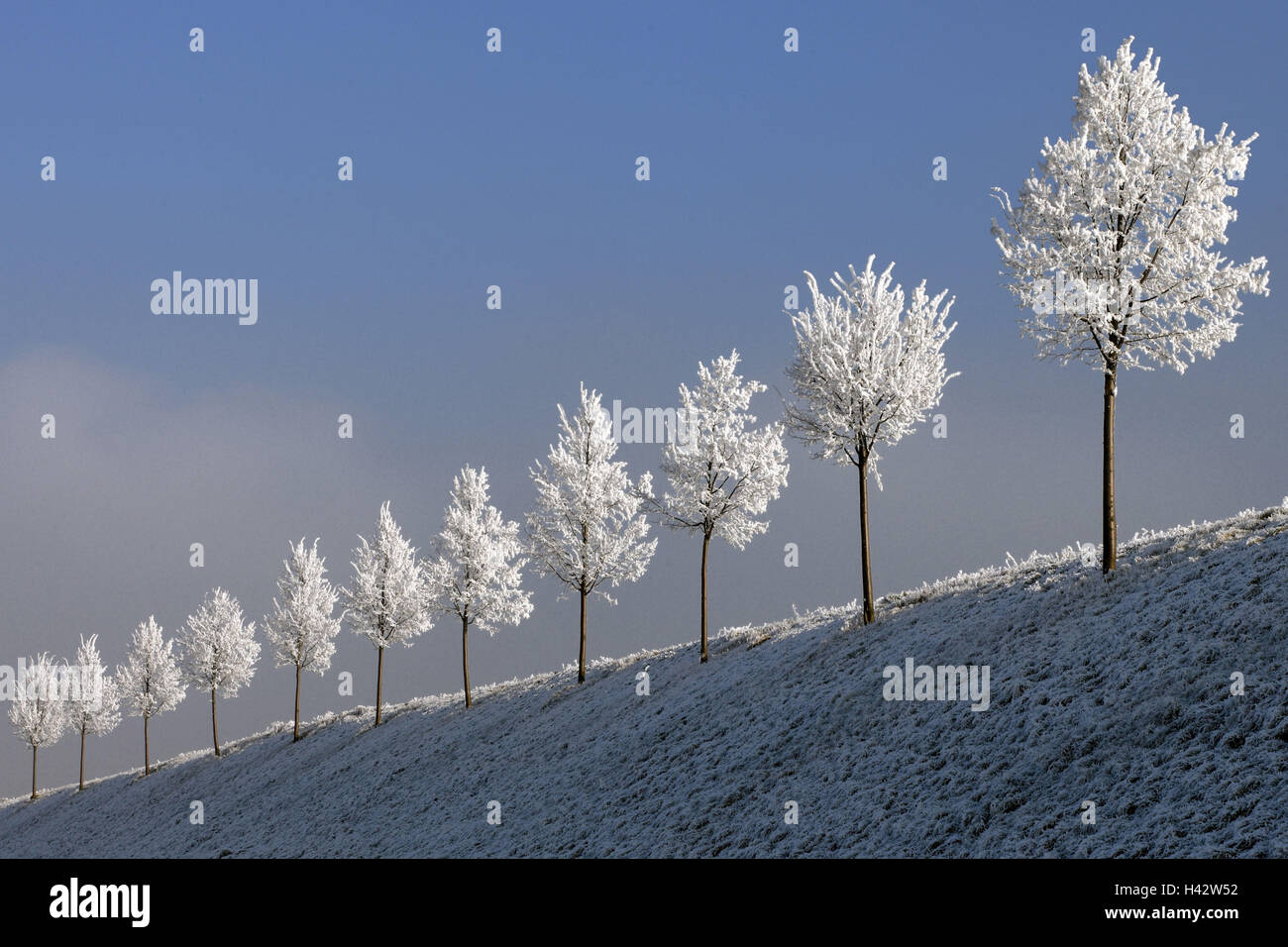 Hang, Baumreihe, Rauhreif, Stockfoto
