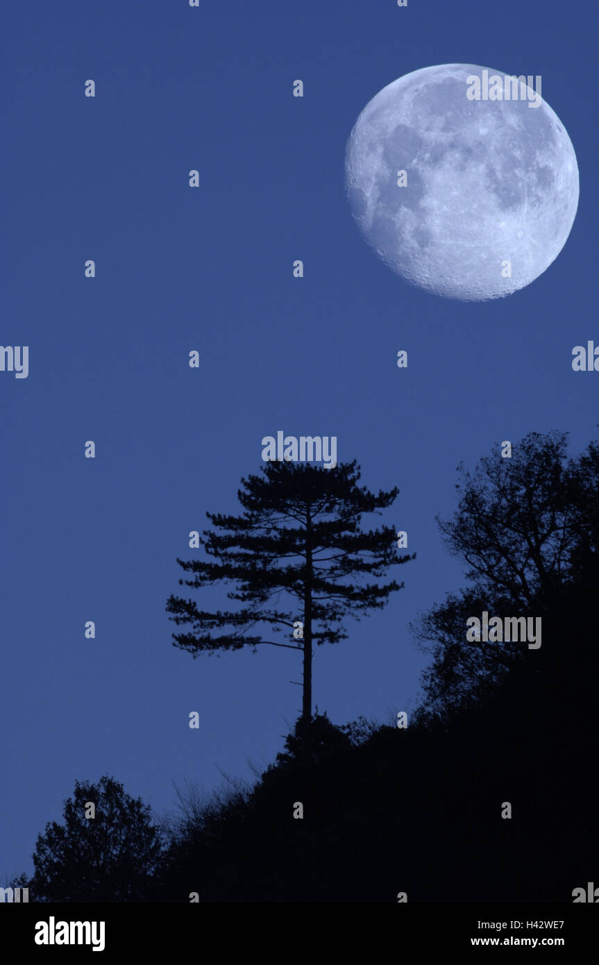 Waldkiefern, Pinus Sylvestris, Mond, (M), Stockfoto
