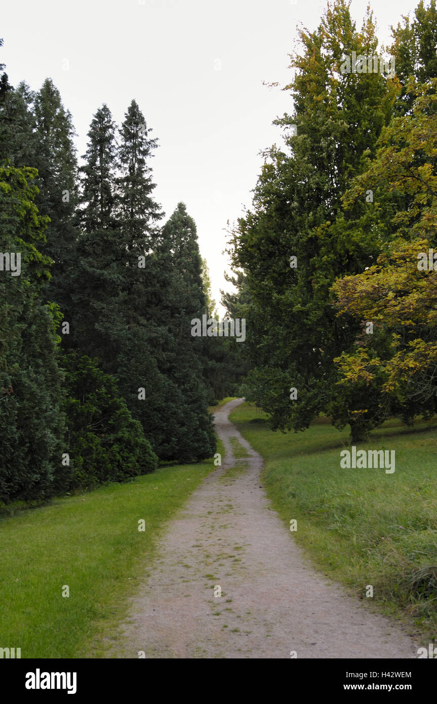 Weg, Nadelbäume, Laubbäume, Stockfoto