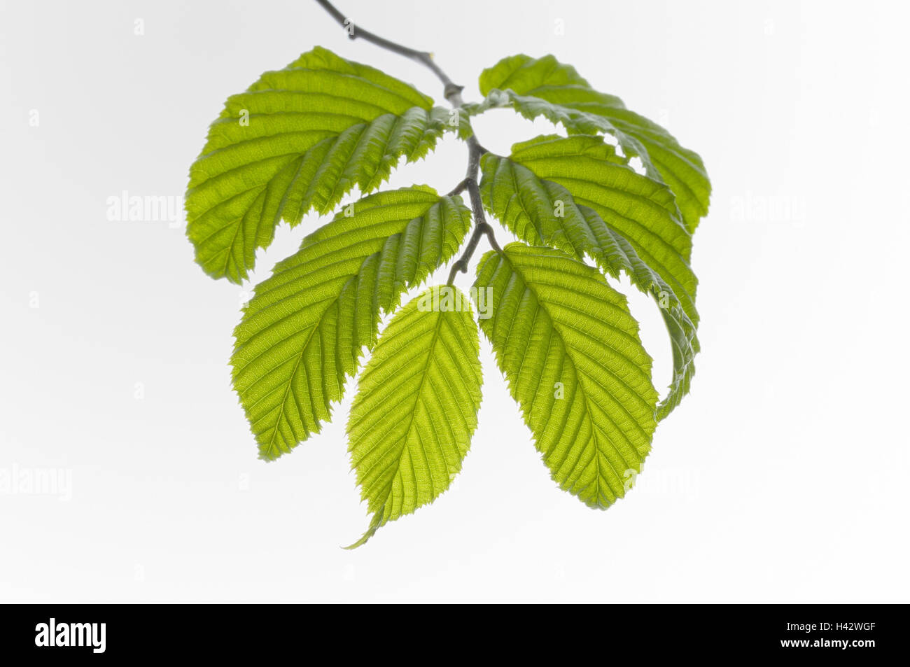 Blätter, Hainbuche, Carpinus Betulus, Stockfoto