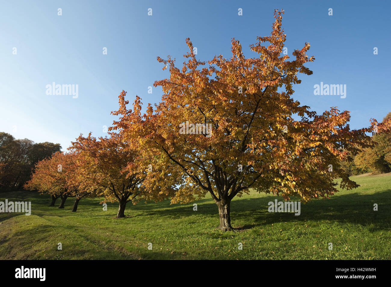 Herbstlich bunte Mandelbäume, Schwarzwald, Stockfoto