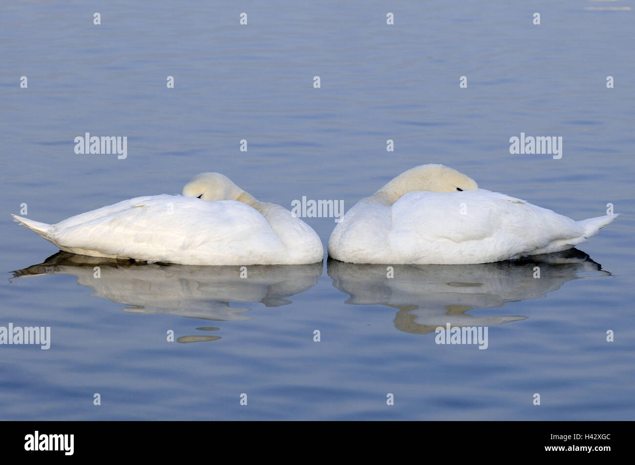 Buckel, Schwäne, Cygnus Olor, zwei, Wasser, Schwimmen, schlafen, Natur, Tiere, Vögel, Schwäne, Paare, müde, gemeinsam, sofort, symmetrisch, synchron, Tiefgang, Liebe, Nähe, Harmonie, Romantik, Partnerschaft, Reflexion, Wasseroberfläche, Stockfoto