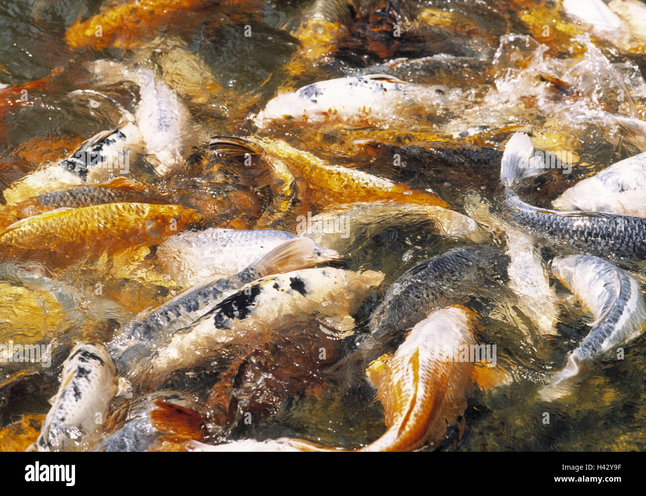 Fische träumen, Kois, Detail, Wasser, Wasseroberfläche, Fisch, Traum, Zierfische, Koi-Karpfen, Schilfschneiden, Bauernhof aufgezogen Fische, Karpfen Art, Cyprinus Carpio, Koi, Münster-, teuer, in Japanisch, Japan, Kultur, Glück, Glücksbringer, Fis, Prestigeobjekt, Status-Symbol Stockfoto
