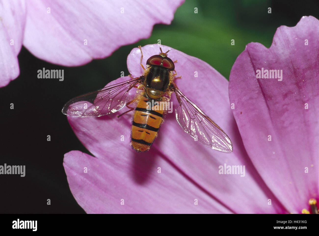 Blüte, Blüten, rosa, detail, Winterschwebfliege, Episyrphus Balteatus Natur, Zoologie, Tierwelt, Tier, Tiere, Insekt, Insekten, Flug Insekt, Flug Insekten, fliegen, Luftfahrt, Brachycera, Dipteren, Winterschwebfliegen, Schwebfliege, Schwebfliegen Stockfoto