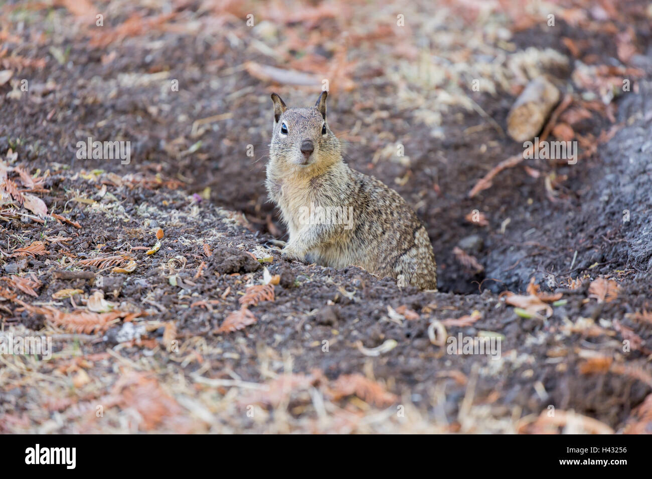 California Ziesel - Otospermophilus beecheyi Stockfoto