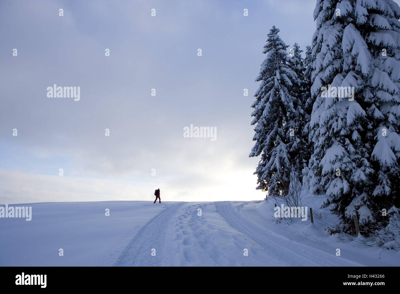 Österreich, Vorarlberg, Bregenzer Holz, Wertpapiere, Winterlandschaft, Wanderer, Stockfoto