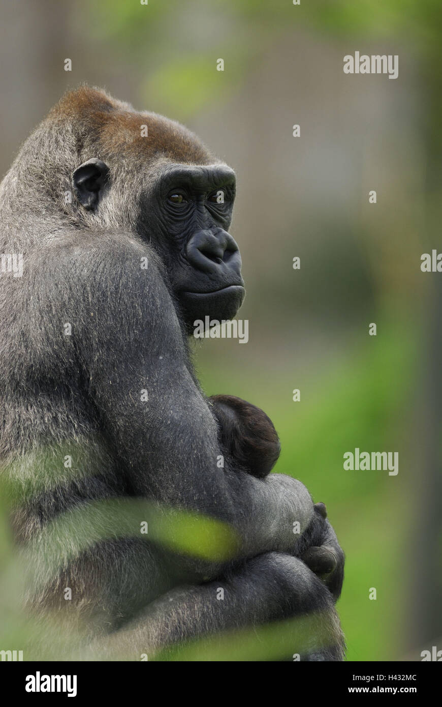 Gorilla Gorilla Gorilla, Mutter, Jungtier, Baby, umarmen Stockfoto