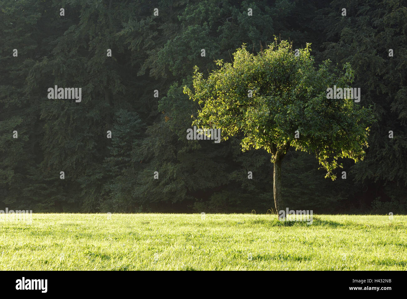 Apfelbaum, Pyrus Domestica, Einzelhaft, Wiese, Deutschland, Hessen, Odenwald Stockfoto