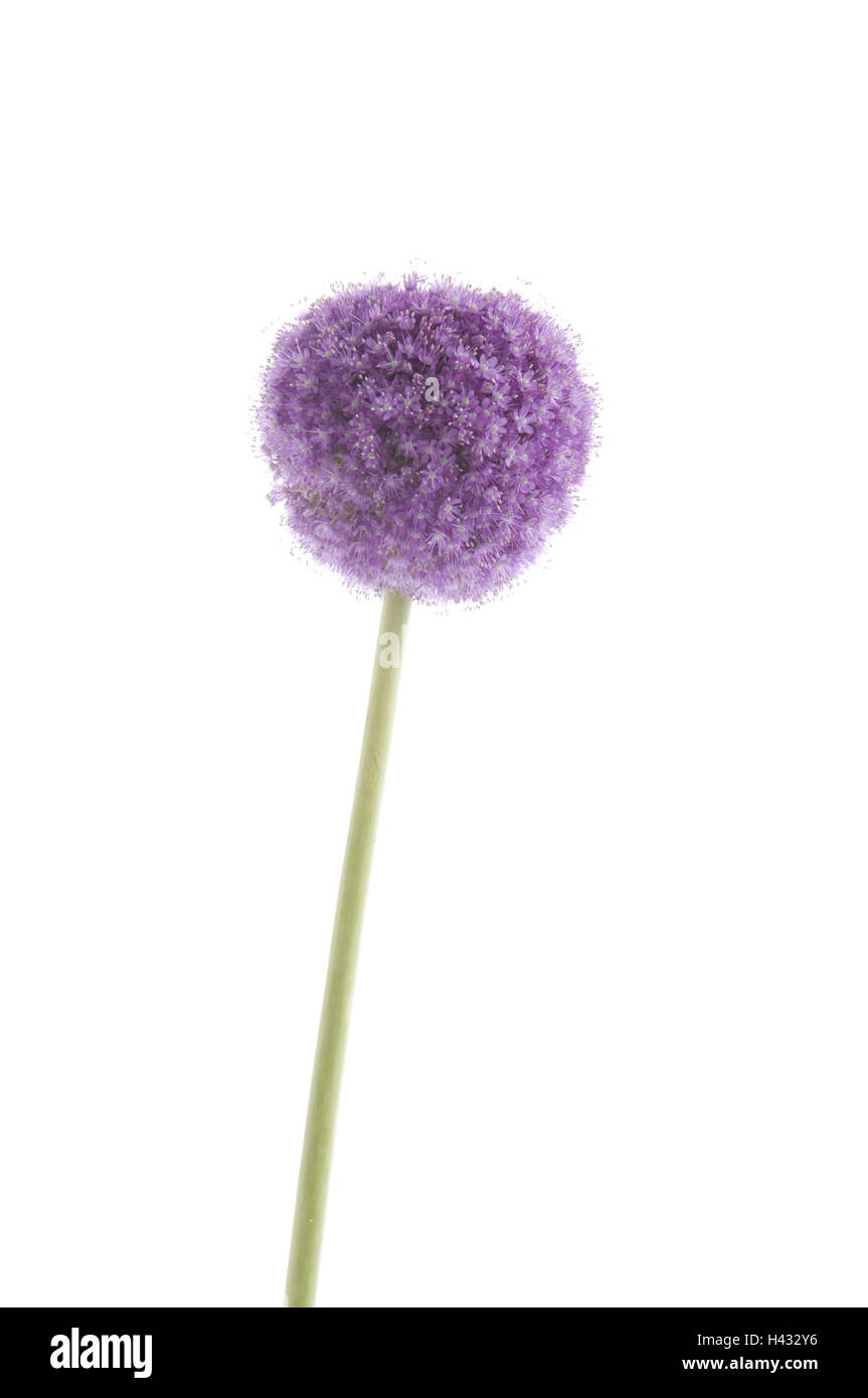Allium, Detail, Blüte, lila, Stockfoto